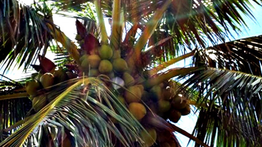 coconut, coconuts, coconut tree